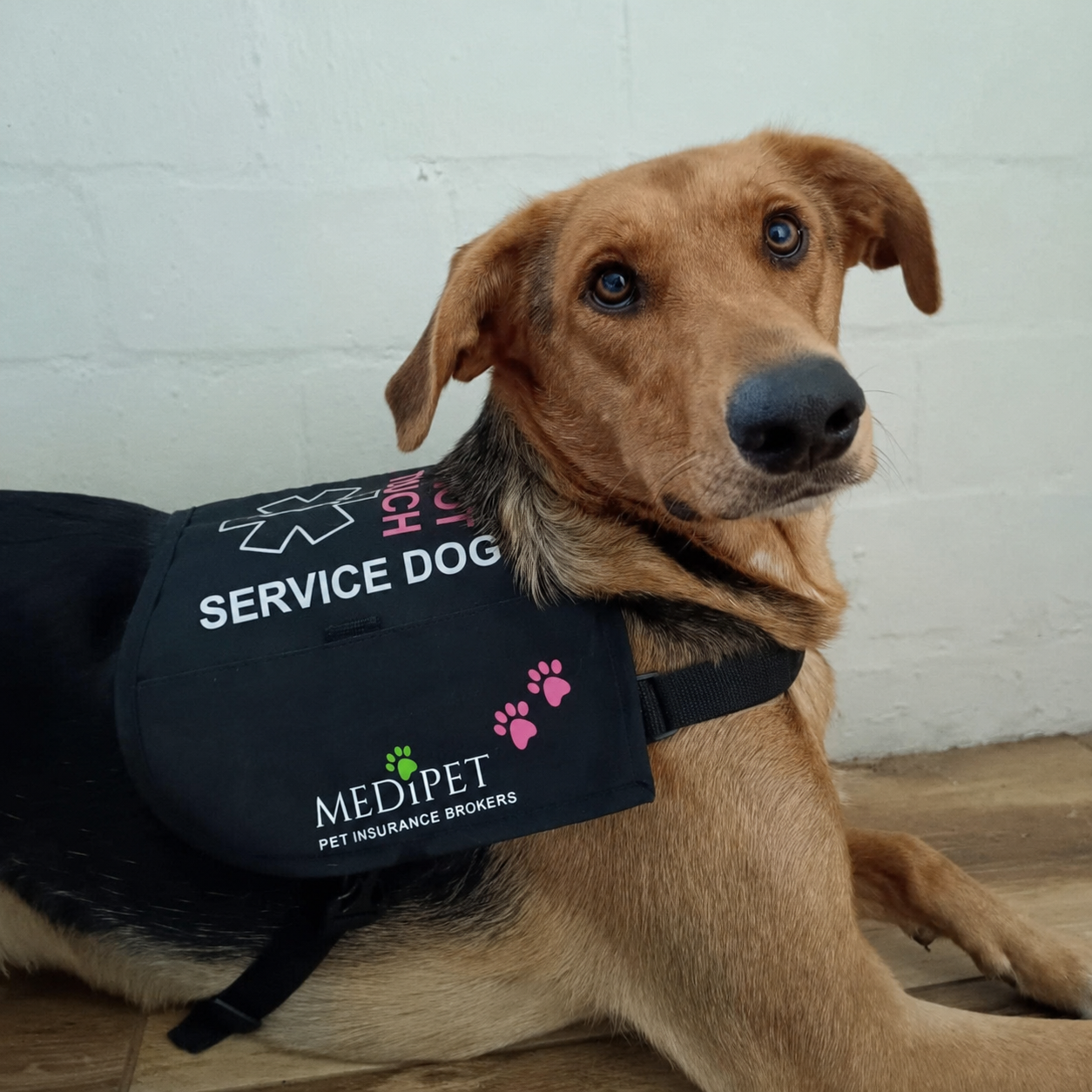 Diabetic Alert Dog Training