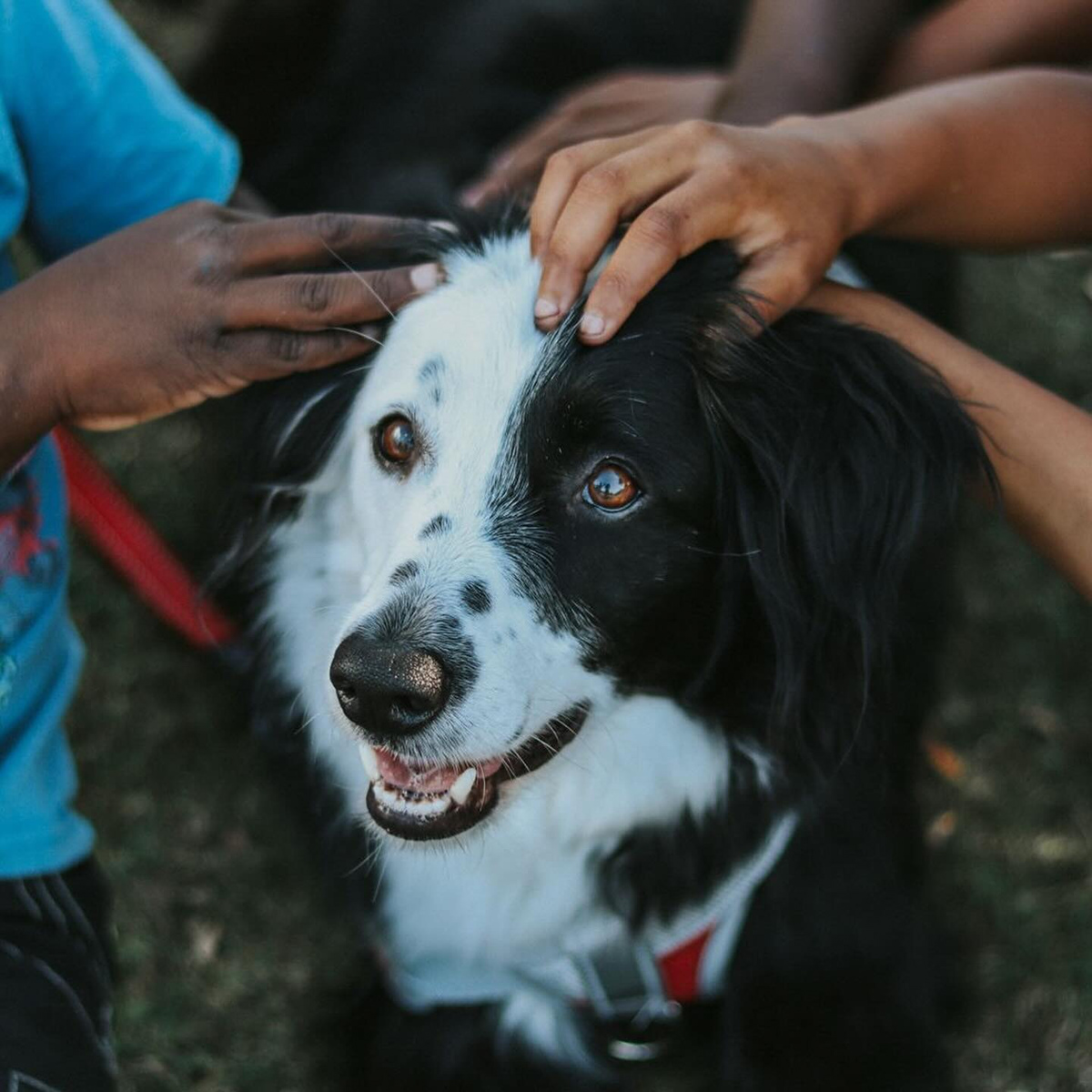 Seizure Response Dog Training